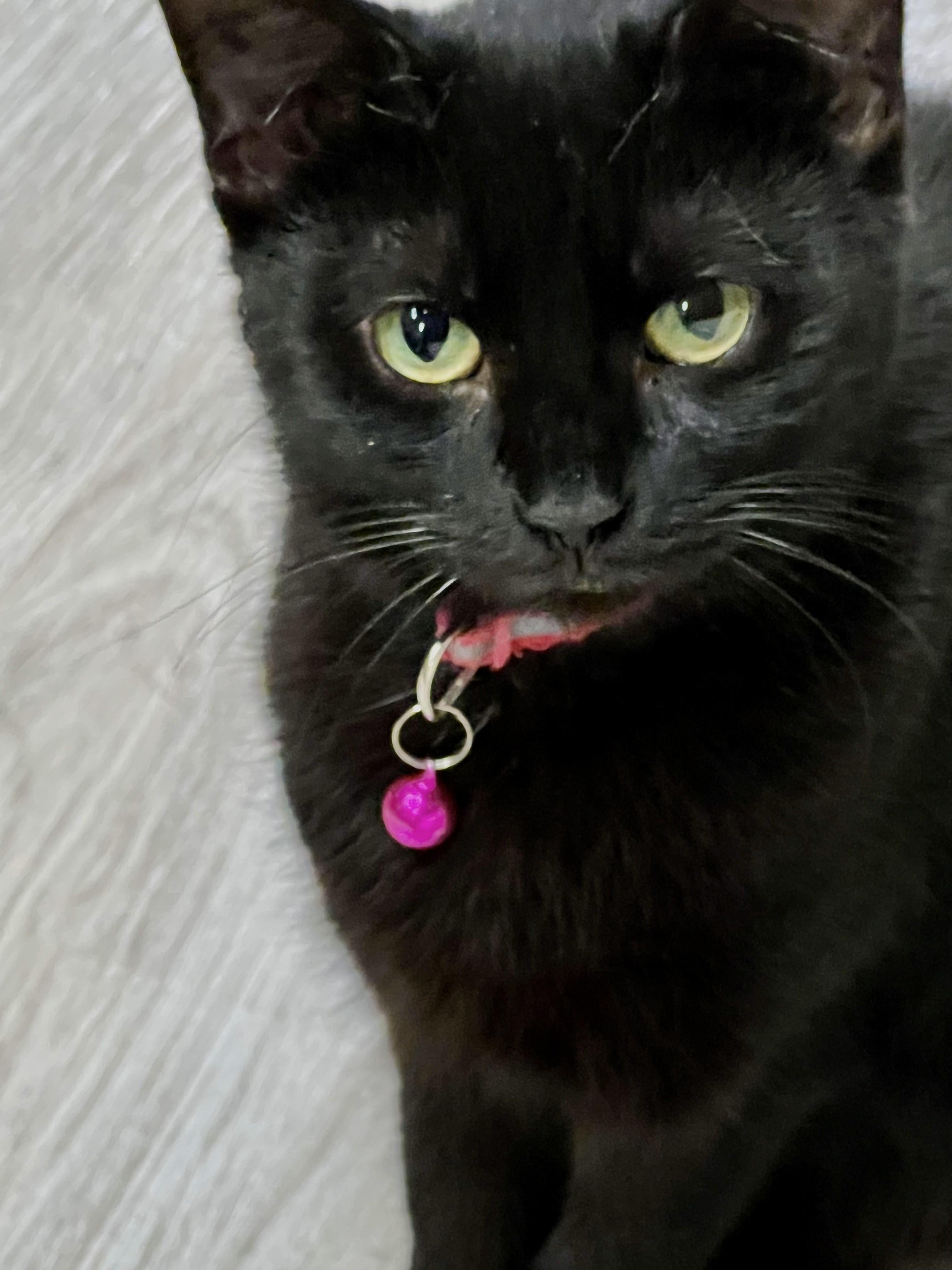 MYA, a Adoptable Domestic Short Hair in Lake Ozark, MO image 1/2