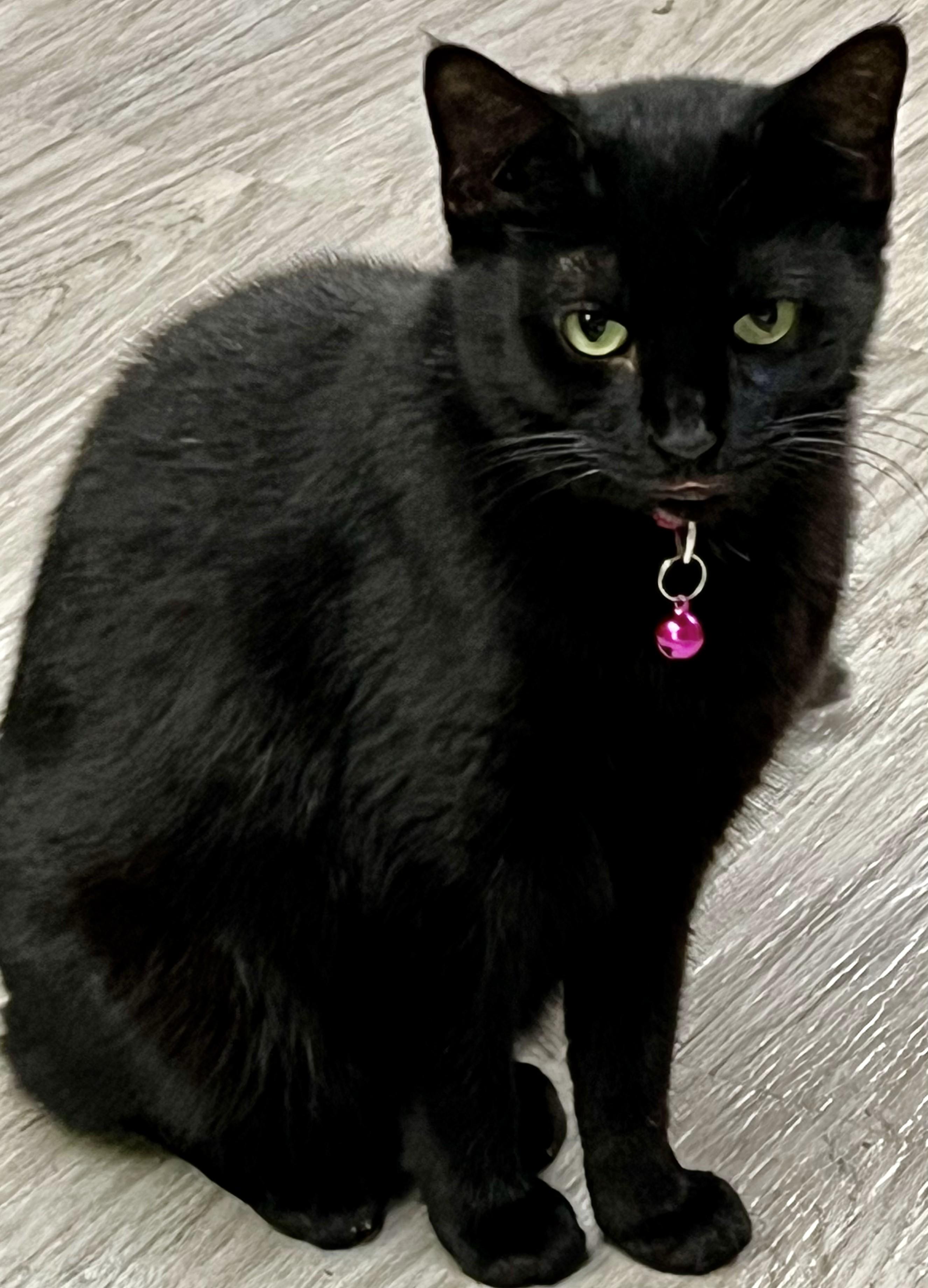 MYA, a Adoptable Domestic Short Hair in Lake Ozark, MO image 2/2