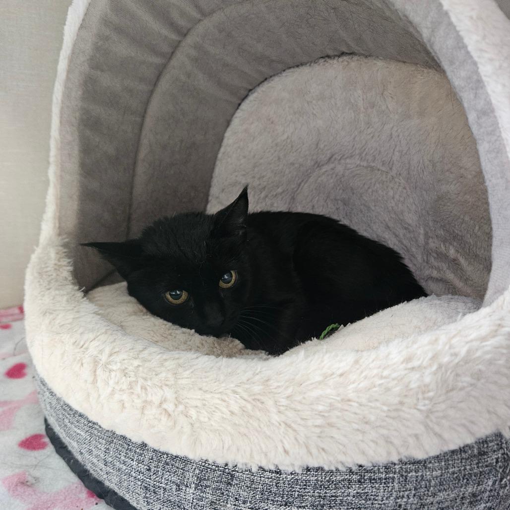 Lulu, Adoptable, Adult Female Domestic Short Hair.