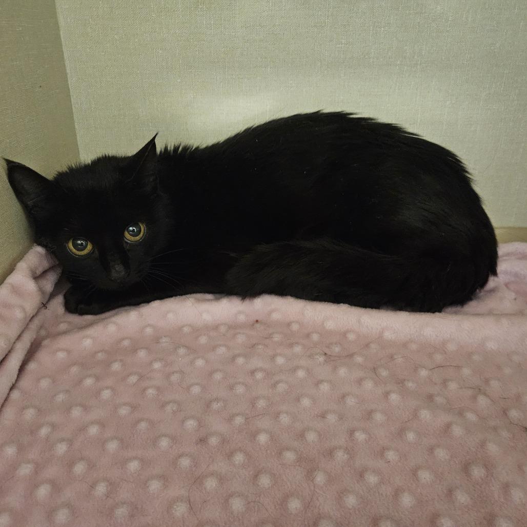Lulu, Adoptable, Adult Female Domestic Short Hair.
