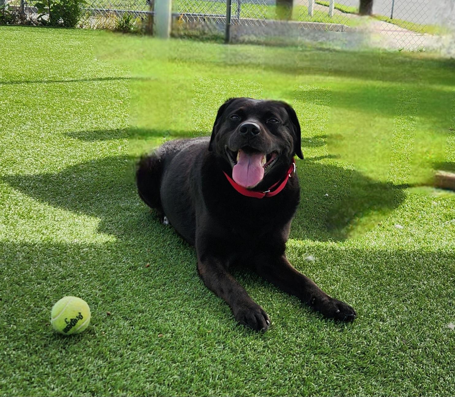Kol, Adoptable, Adult Male Black Labrador Retriever.