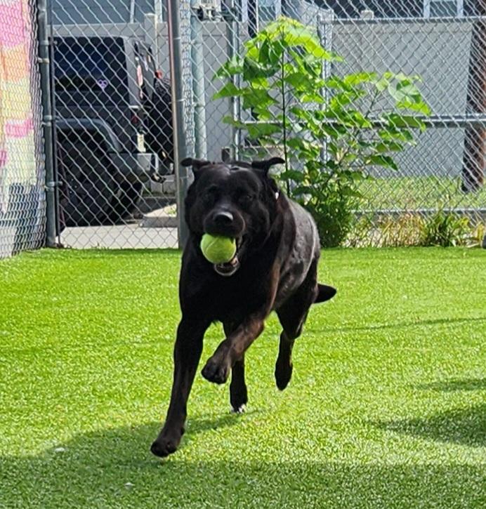 Enlarge Kol, a Adoptable Black Labrador Retriever in Sewaren, NJ image 3/3