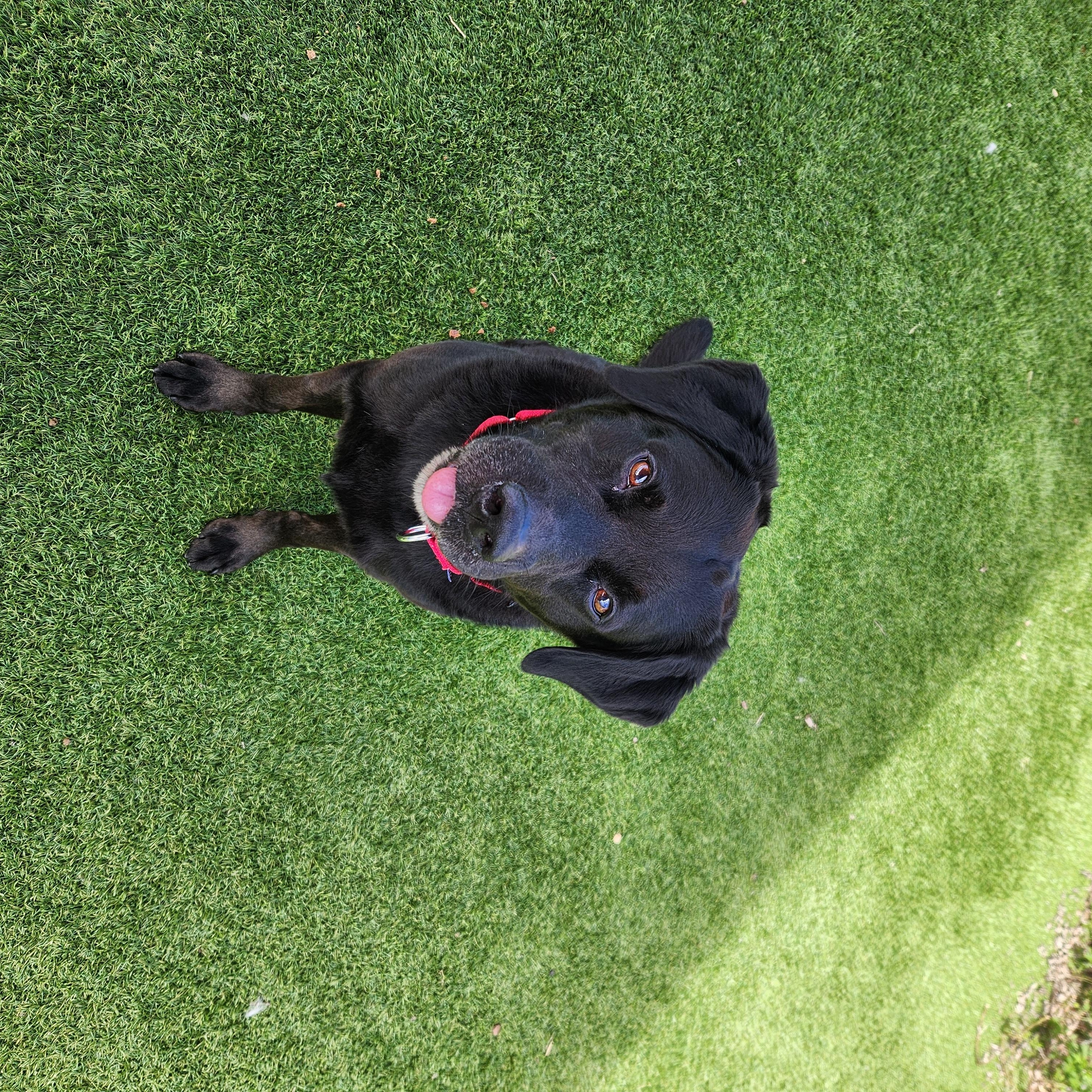 Enlarge Kol, a Adoptable Black Labrador Retriever in Sewaren, NJ image 2/3