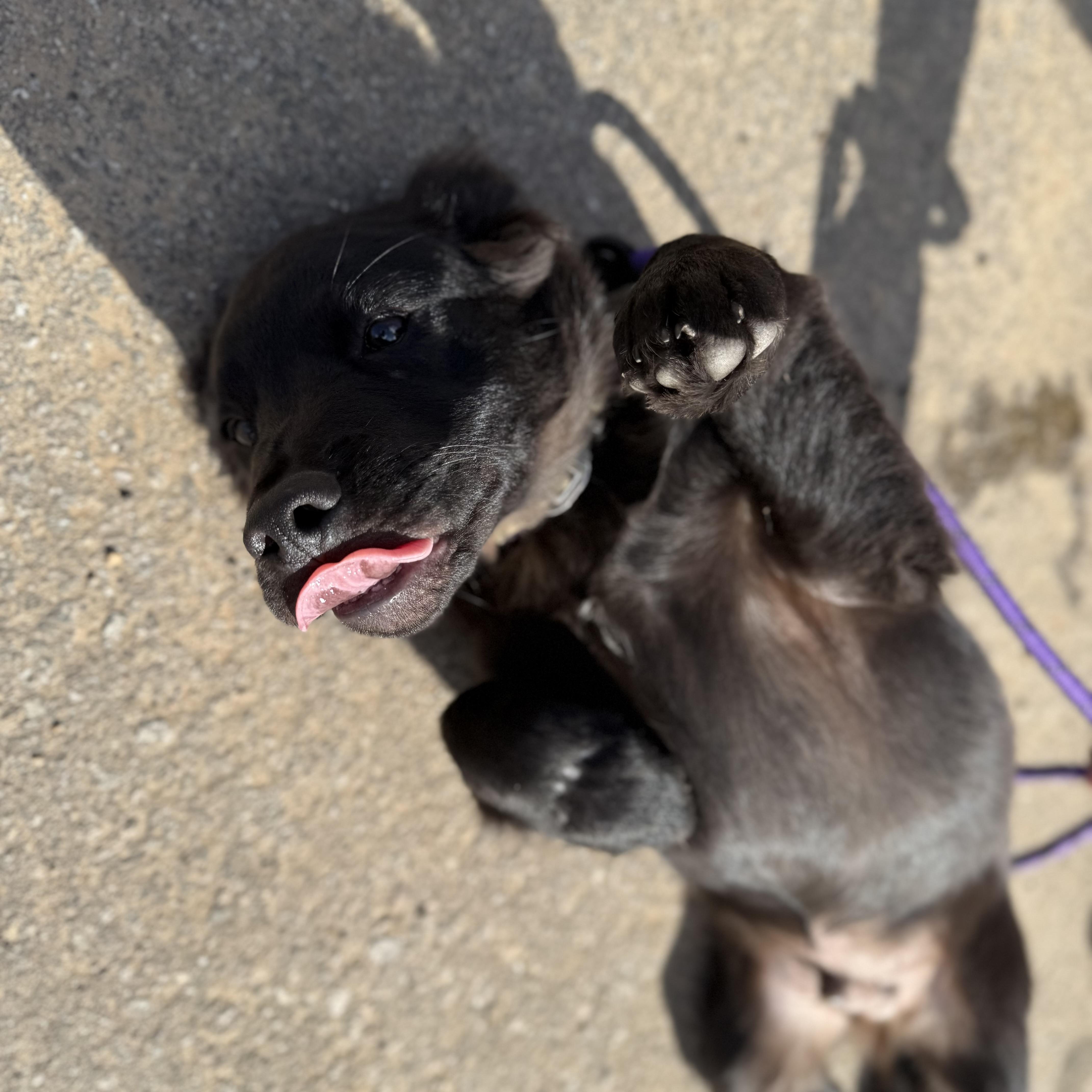 Bathtub, an adopted mixed breed in Frederick , MD image 5/6