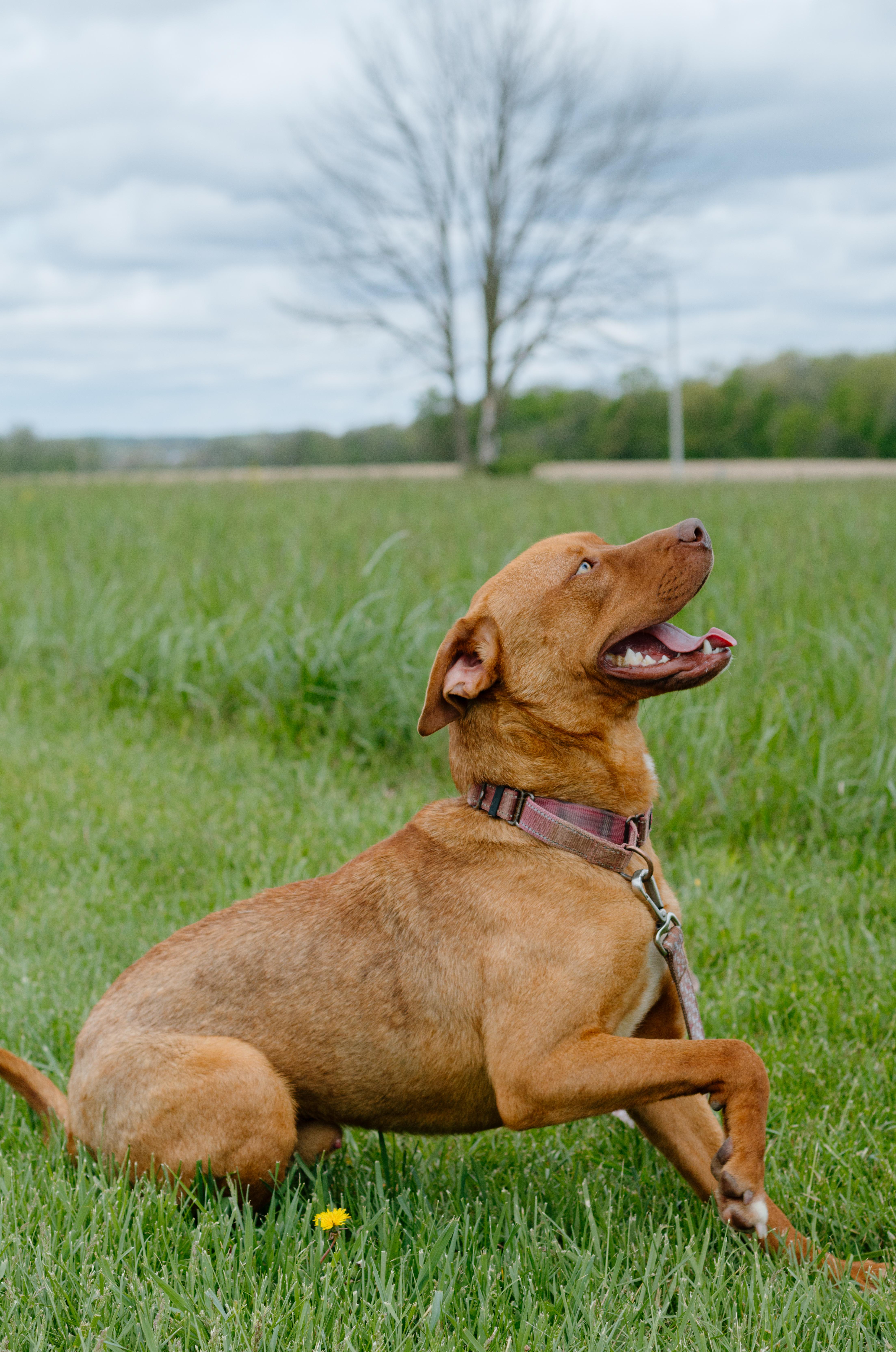Enlarge Axle, an adoptable mixed breed in Liberty, IN image 1/6
