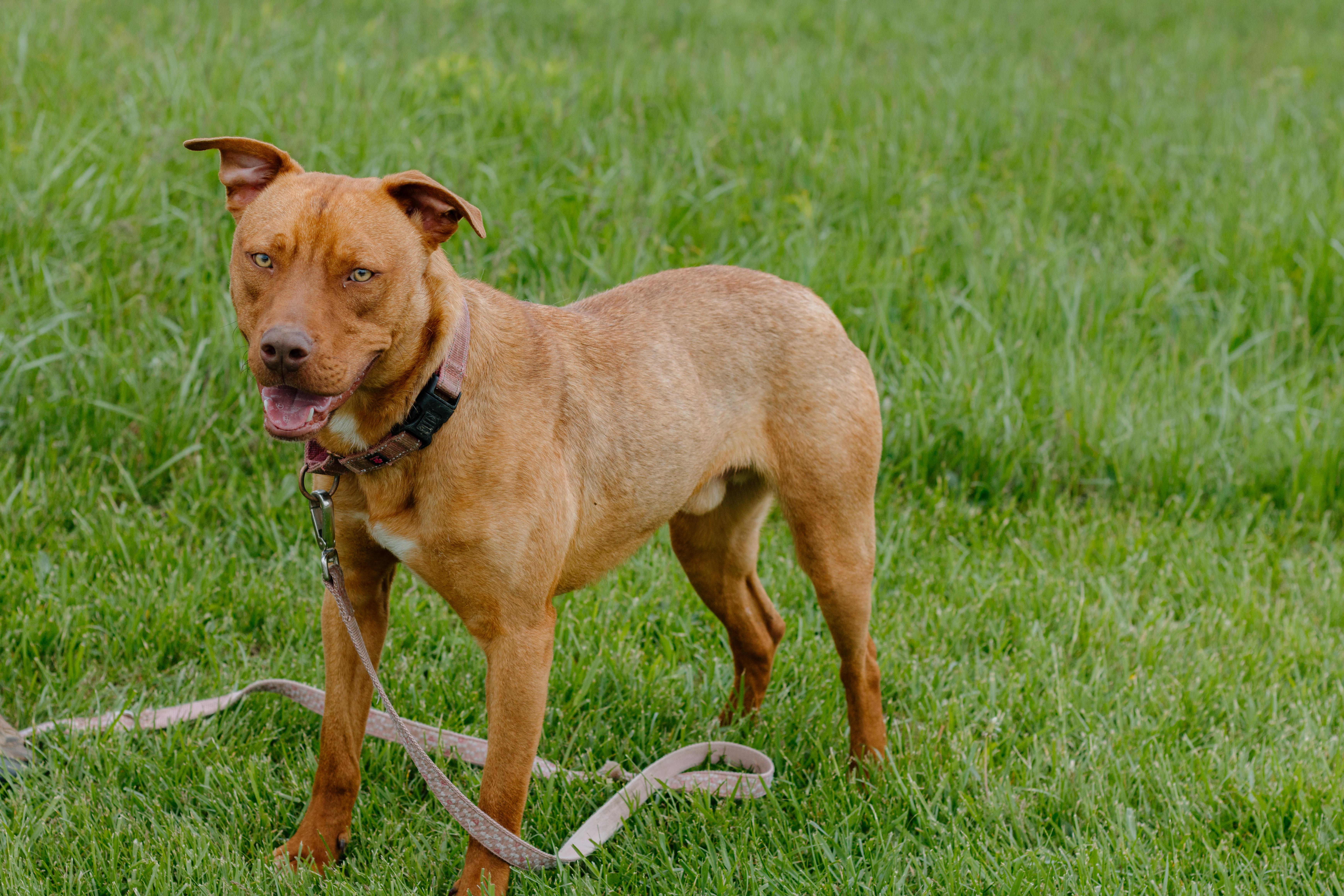 Enlarge Axle, an adoptable mixed breed in Liberty, IN image 2/6