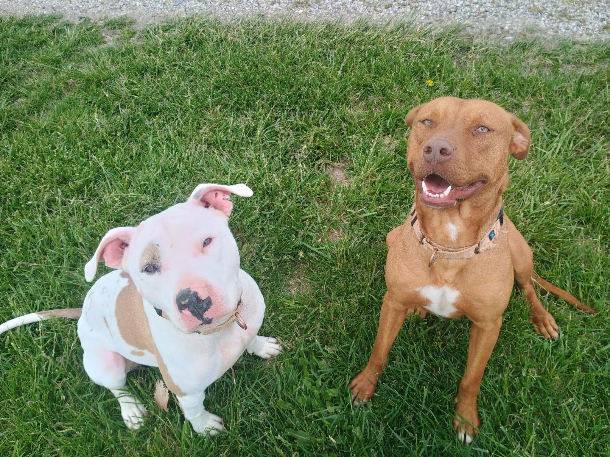 Enlarge Axle, an adoptable mixed breed in Liberty, IN image 6/6