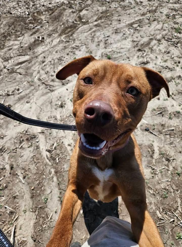 Enlarge Axle, an adoptable mixed breed in Liberty, IN image 3/6