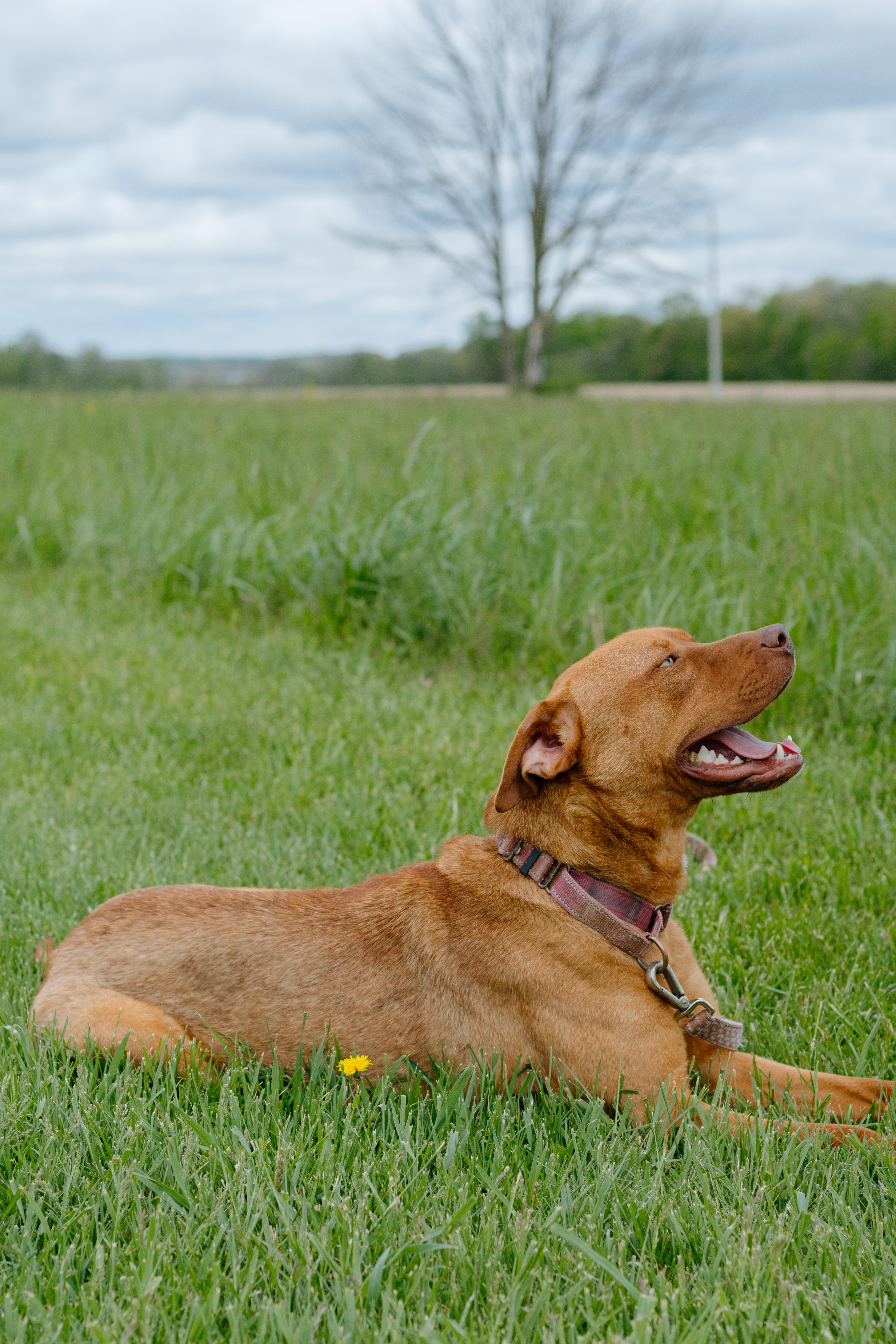 Enlarge Axle, an adoptable mixed breed in Liberty, IN image 4/6