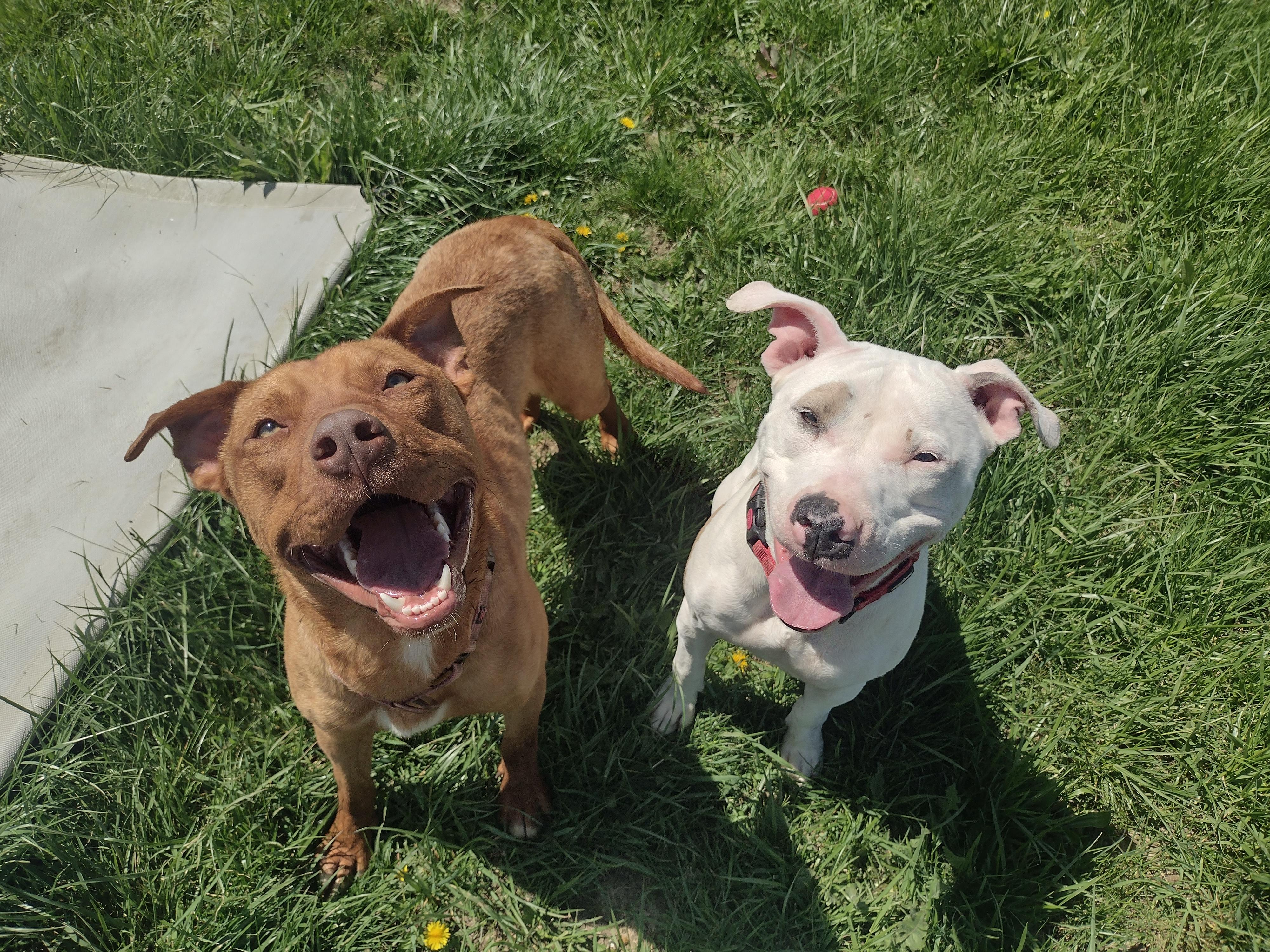 Enlarge Axle, an adoptable mixed breed in Liberty, IN image 5/6