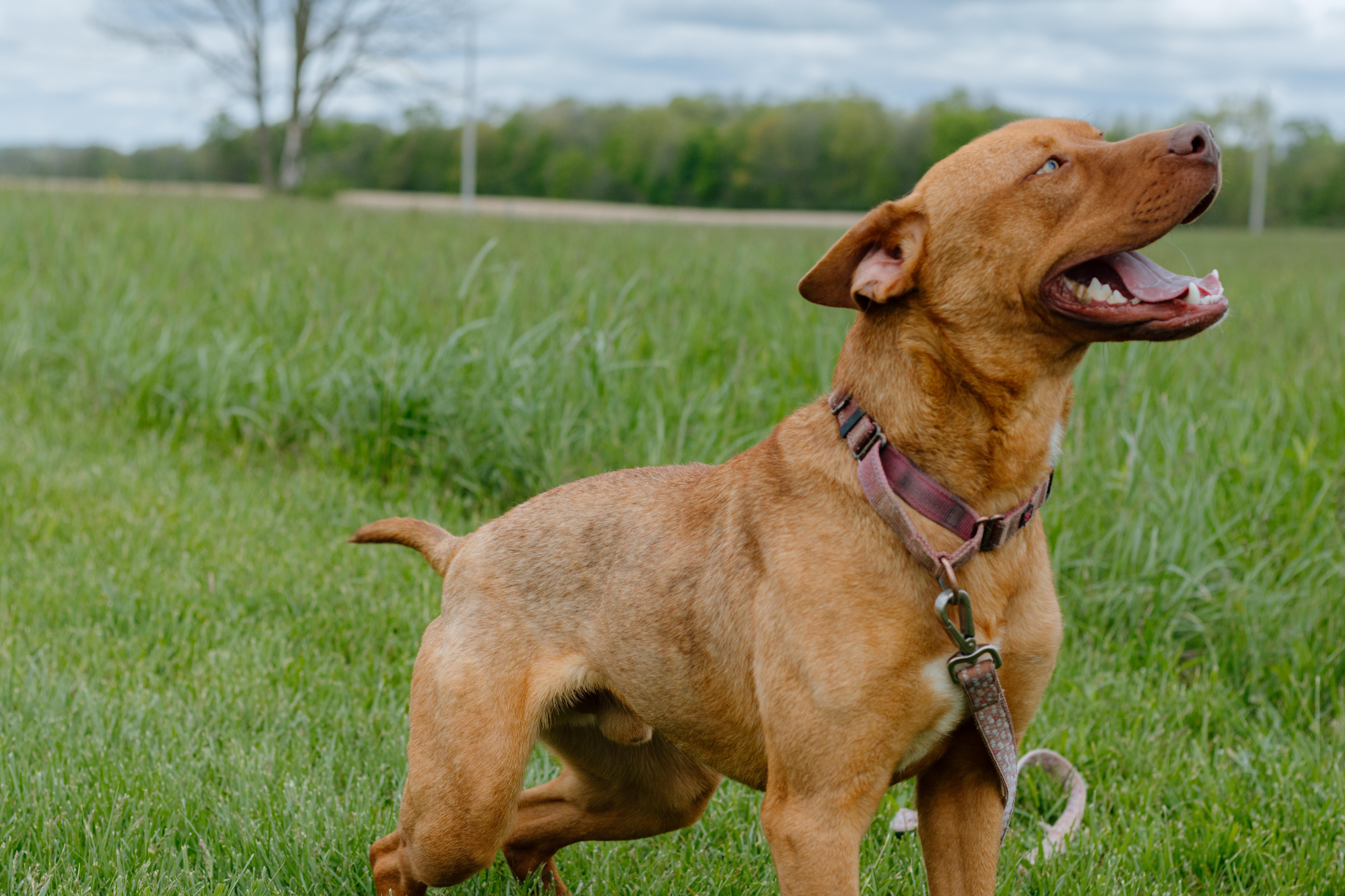 Enlarge Axle, an adoptable mixed breed in Liberty, IN image 6/6
