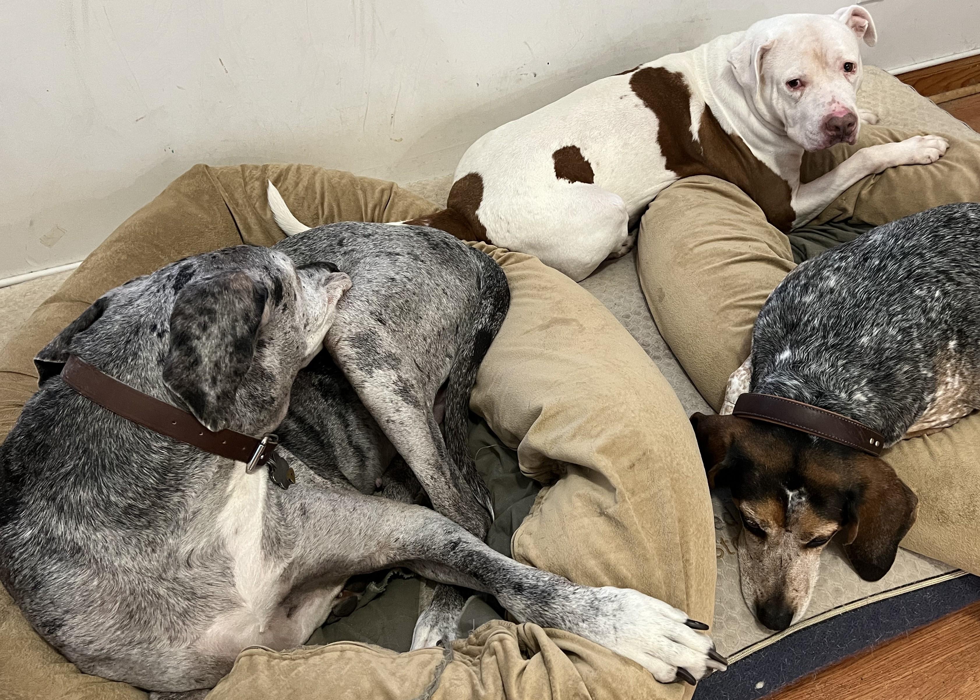 Enlarge Luna, a ADOPTABLE mixed breed in Teterboro, NJ image 5/5