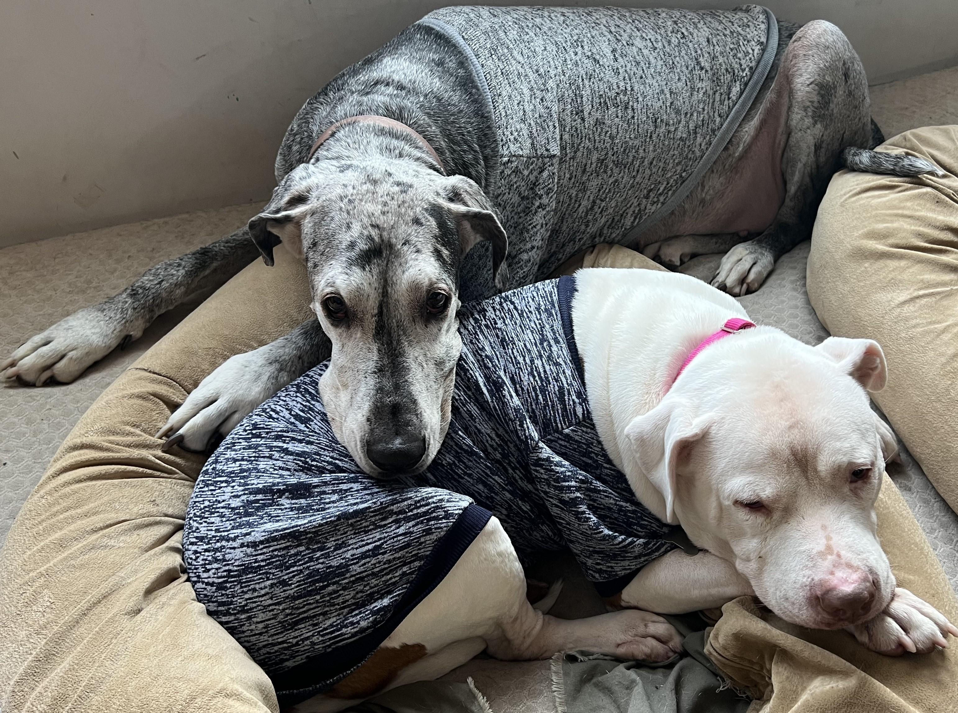 Enlarge Luna, a ADOPTABLE mixed breed in Teterboro, NJ image 2/5