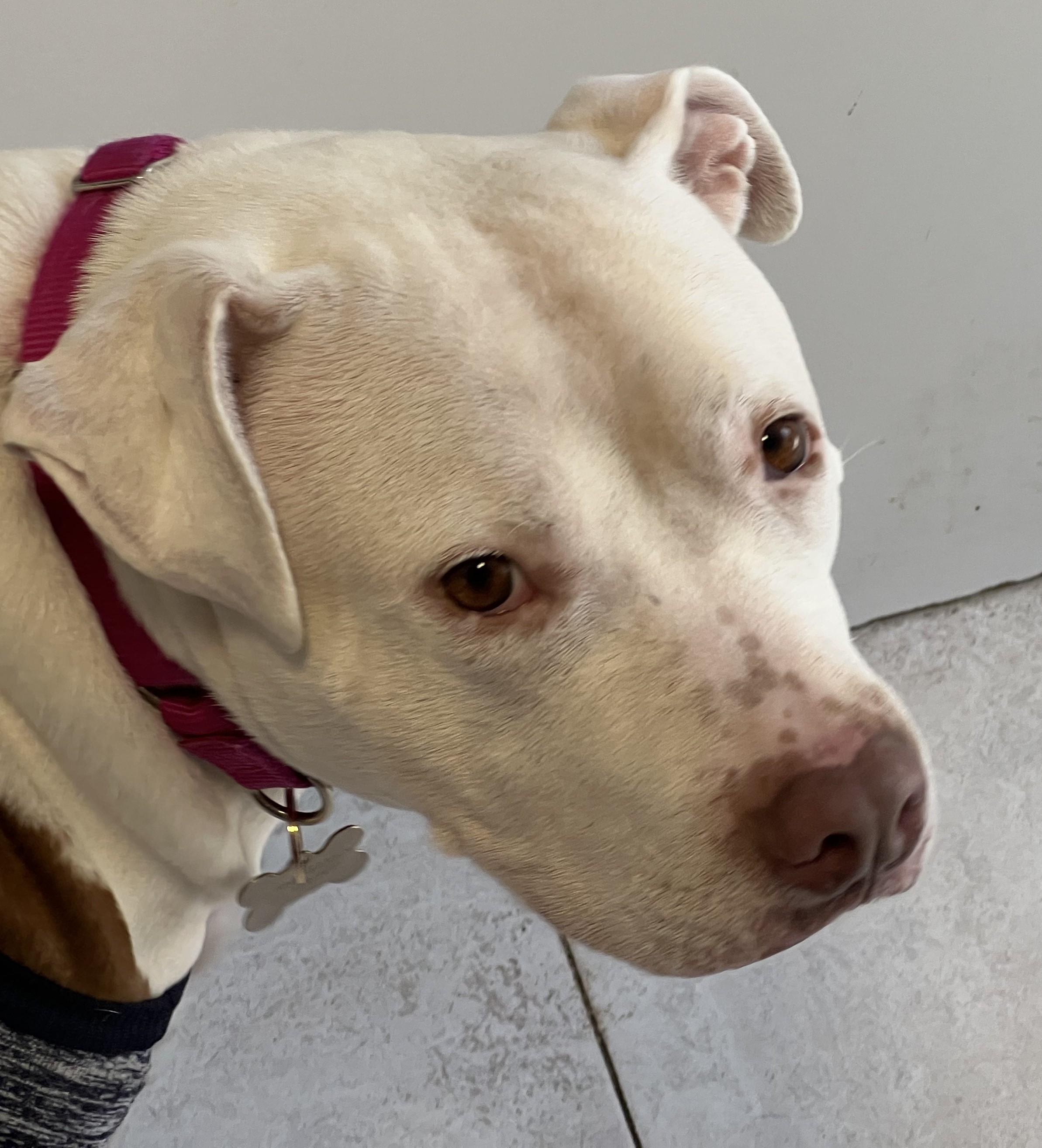 Enlarge Luna, a ADOPTABLE mixed breed in Teterboro, NJ image 4/5