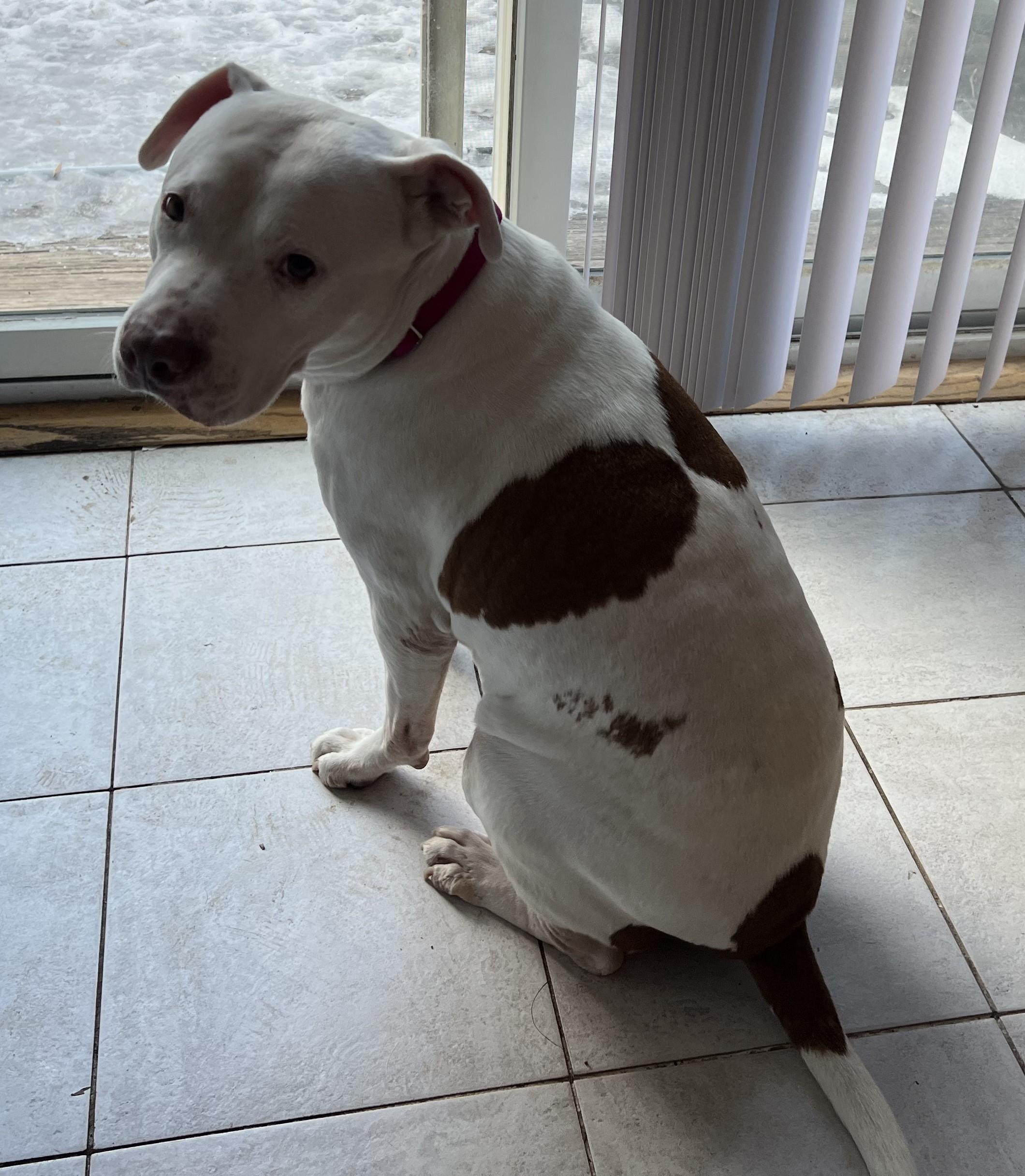 Enlarge Luna, a ADOPTABLE mixed breed in Teterboro, NJ image 1/5