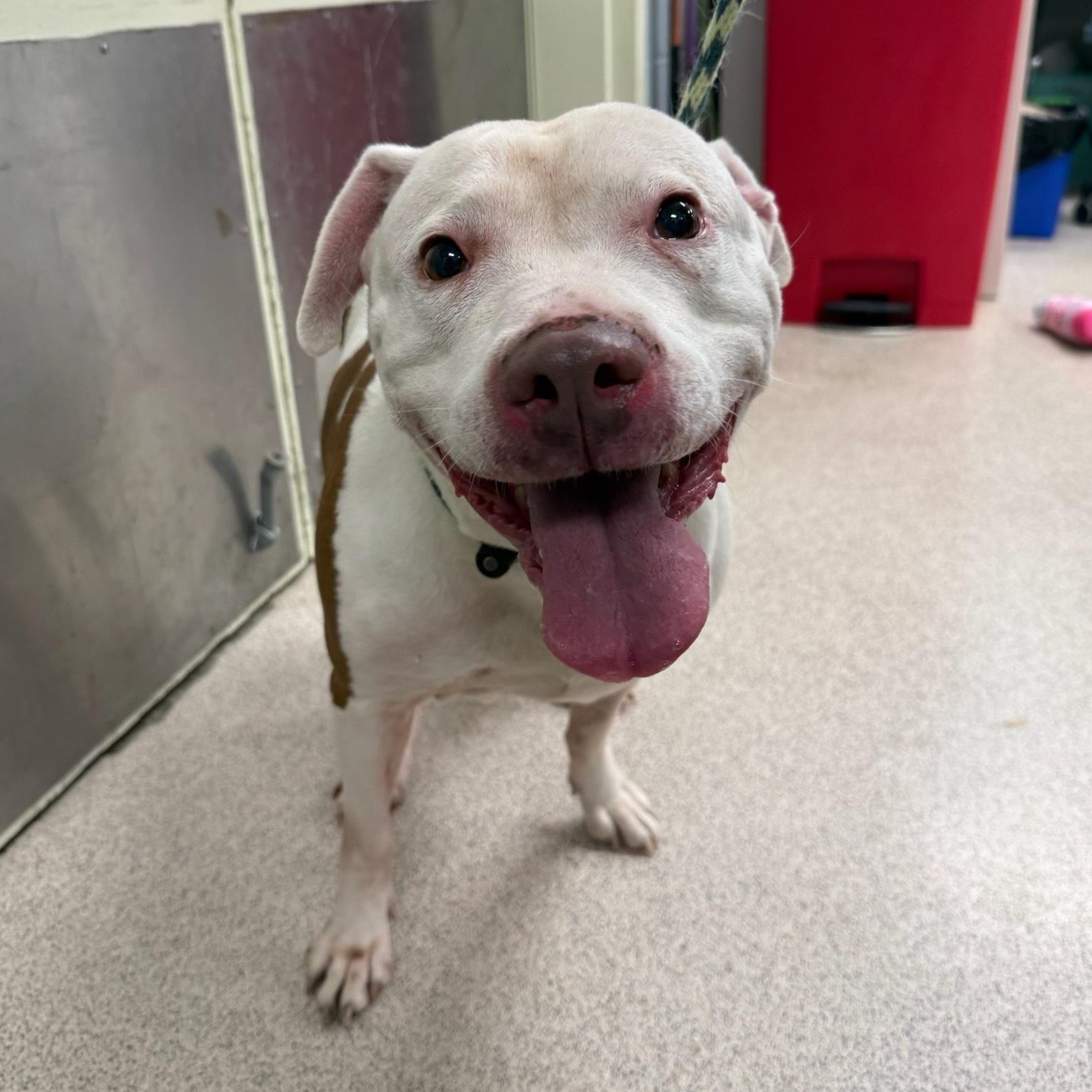 Enlarge Luna, a ADOPTABLE mixed breed in Teterboro, NJ image 3/5