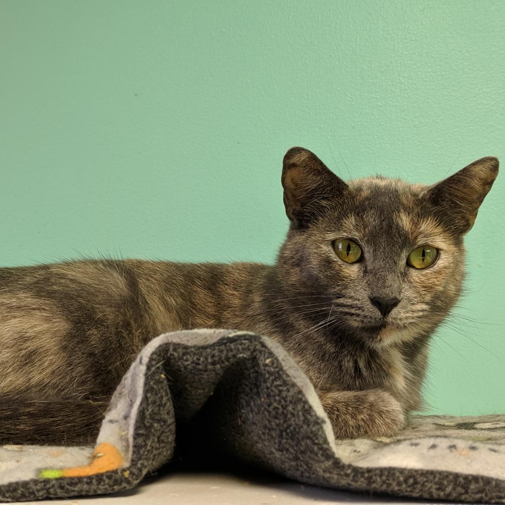 Enlarge Petra, a Adoptable Domestic Short Hair in Cumming, GA image 1/6