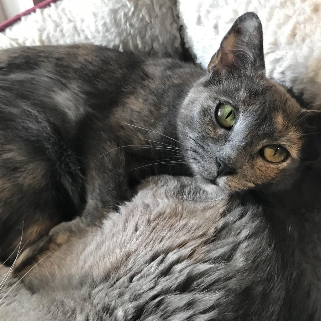 Enlarge Petra, a Adoptable Domestic Short Hair in Cumming, GA image 2/6