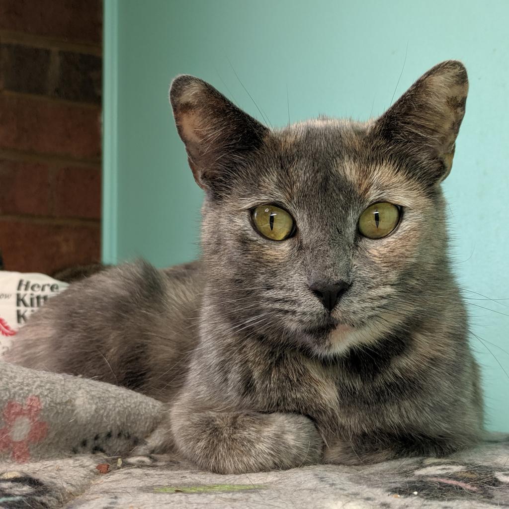 Enlarge Petra, a Adoptable Domestic Short Hair in Cumming, GA image 3/6