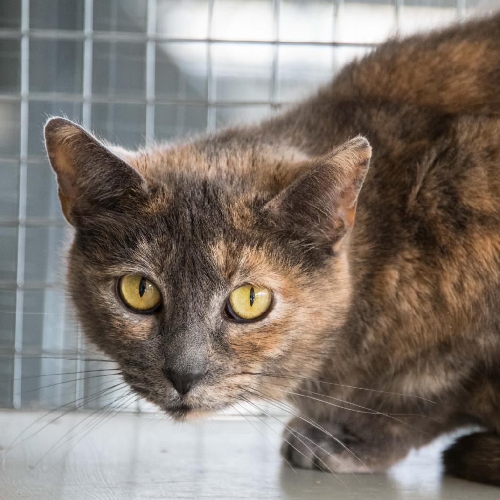 Enlarge Petra, a Adoptable Domestic Short Hair in Cumming, GA image 4/6