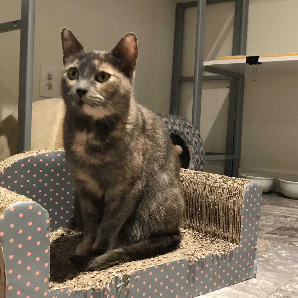 Enlarge Petra, a Adoptable Domestic Short Hair in Cumming, GA image 5/6