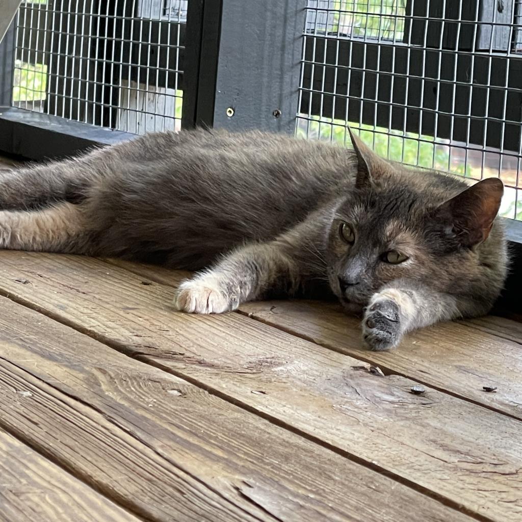 Enlarge Petra, a Adoptable Domestic Short Hair in Cumming, GA image 6/6