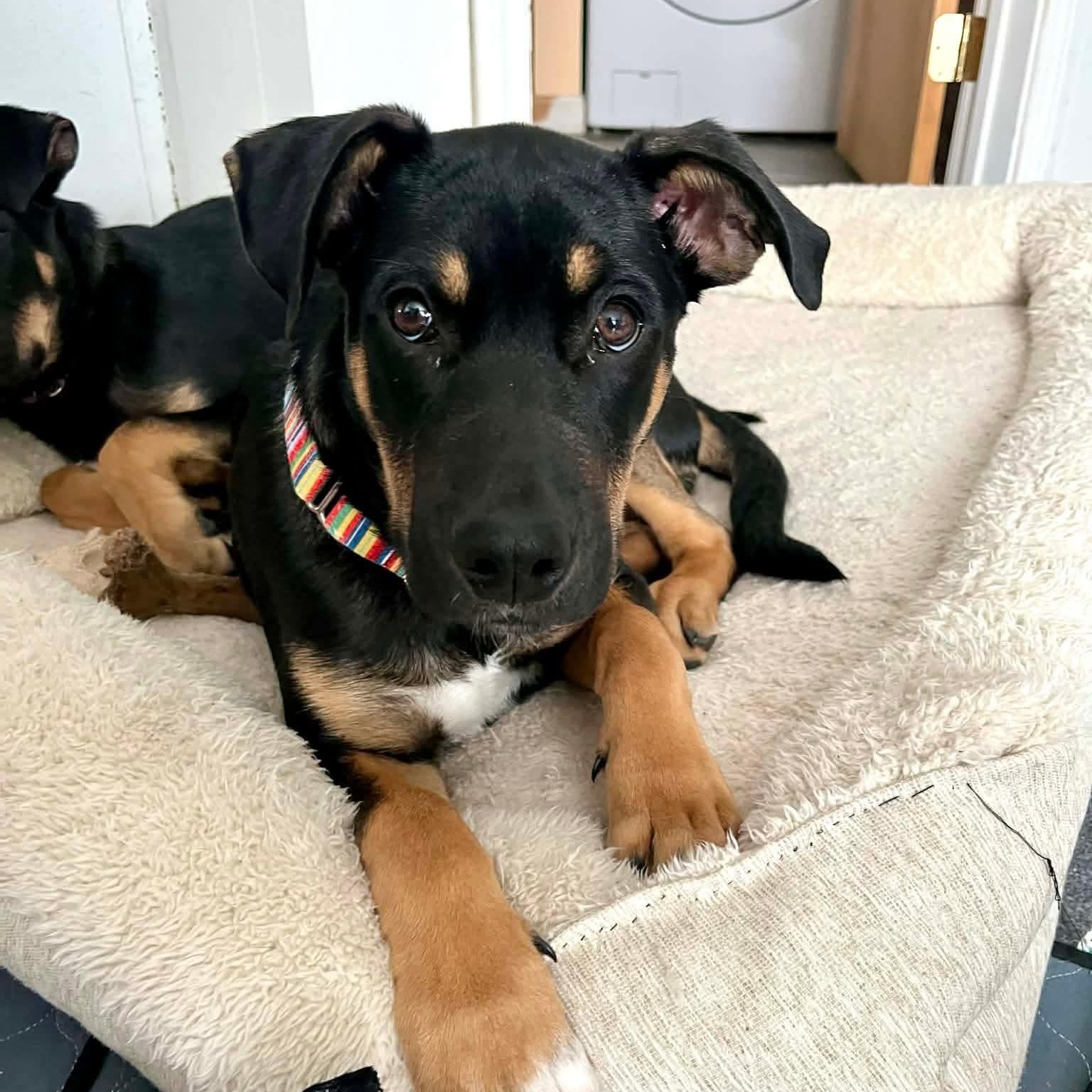 Maurice — thumbnail 4