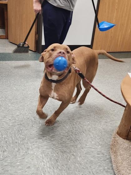 Enlarge Tank, a Adoptable mixed breed in Shawano, WI image 1/3