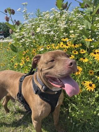 Enlarge Tank, a Adoptable mixed breed in Shawano, WI image 2/3