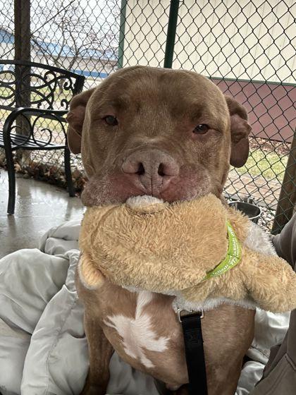 Enlarge Tank, a Adoptable mixed breed in Shawano, WI image 3/3