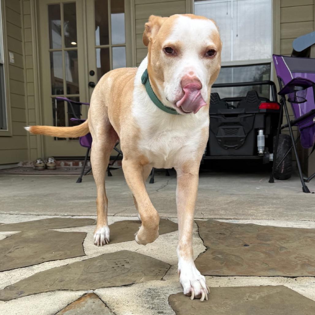 Marvin, Adoptable, Senior Male Bull Terrier & Mixed Breed.
