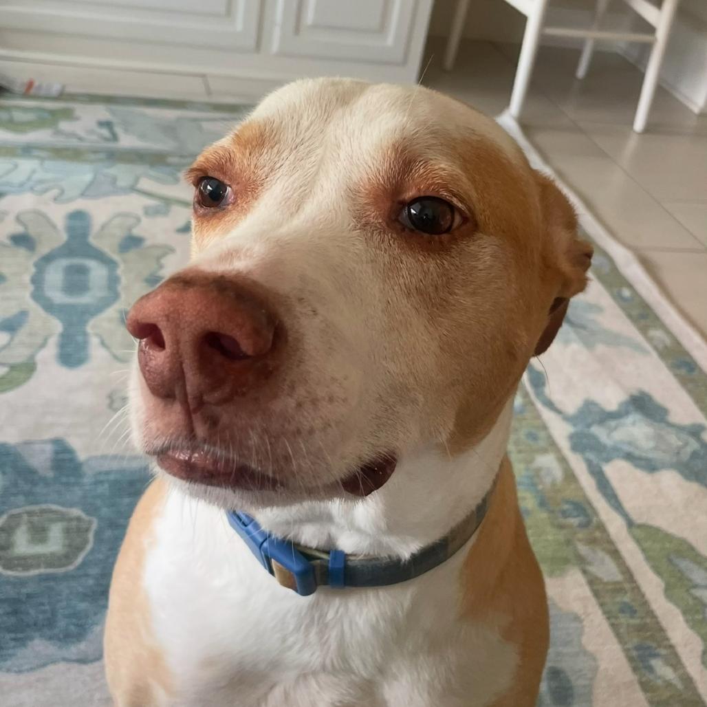 Enlarge Marvin, a Adoptable mixed breed in New Orleans, LA image 2/6
