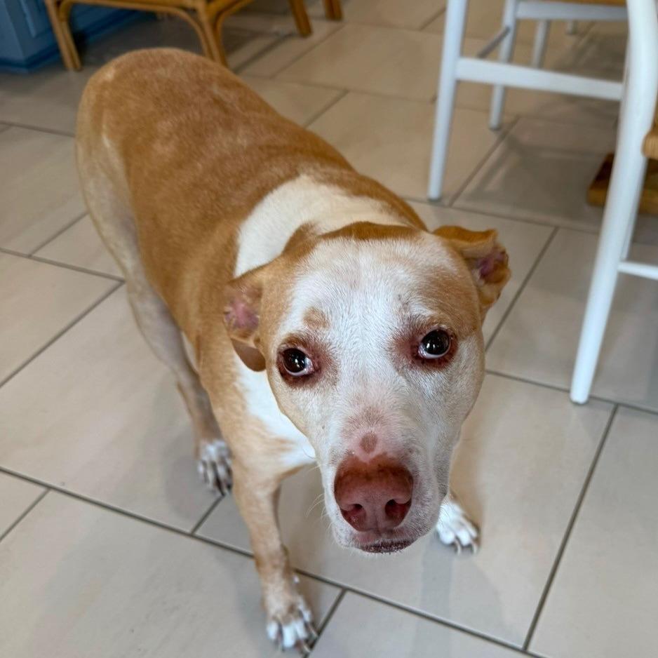 Enlarge Marvin, a Adoptable mixed breed in New Orleans, LA image 3/6