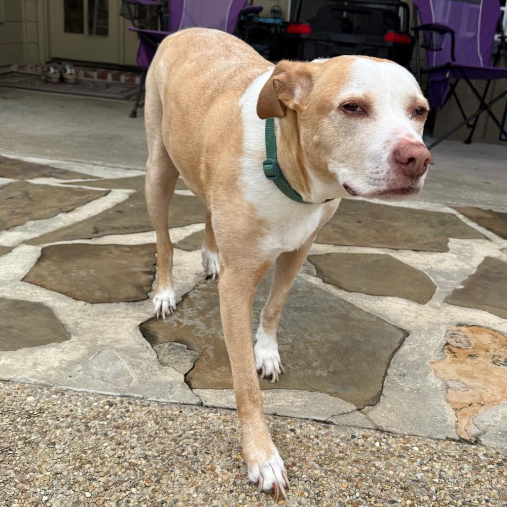 Enlarge Marvin, a Adoptable mixed breed in New Orleans, LA image 4/6