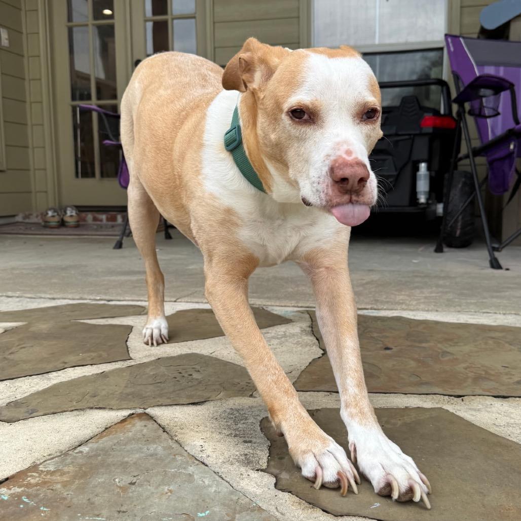 Enlarge Marvin, a Adoptable mixed breed in New Orleans, LA image 5/6