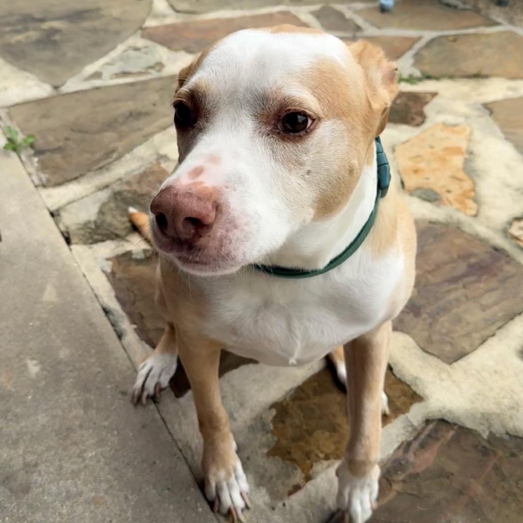 Enlarge Marvin, a Adoptable mixed breed in New Orleans, LA image 6/6