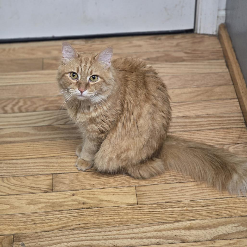 Whiskey, a Adoptable Domestic Long Hair in Jarrettsville, MD image 1/6