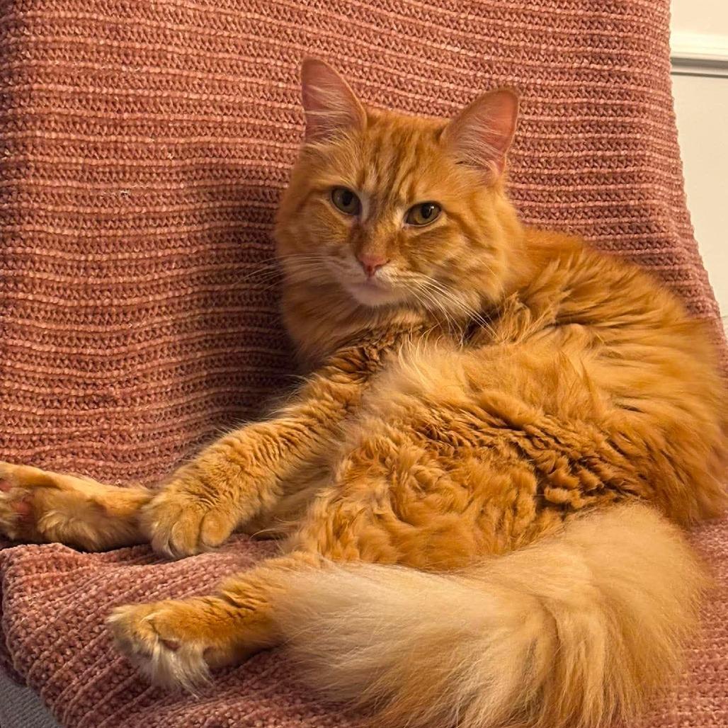 Whiskey, a Adoptable Domestic Long Hair in Jarrettsville, MD image 2/6