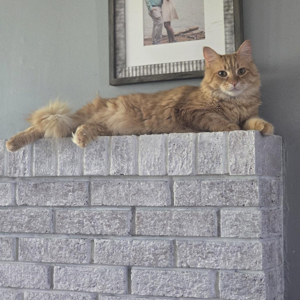 Whiskey, a Adoptable Domestic Long Hair in Jarrettsville, MD image 3/6