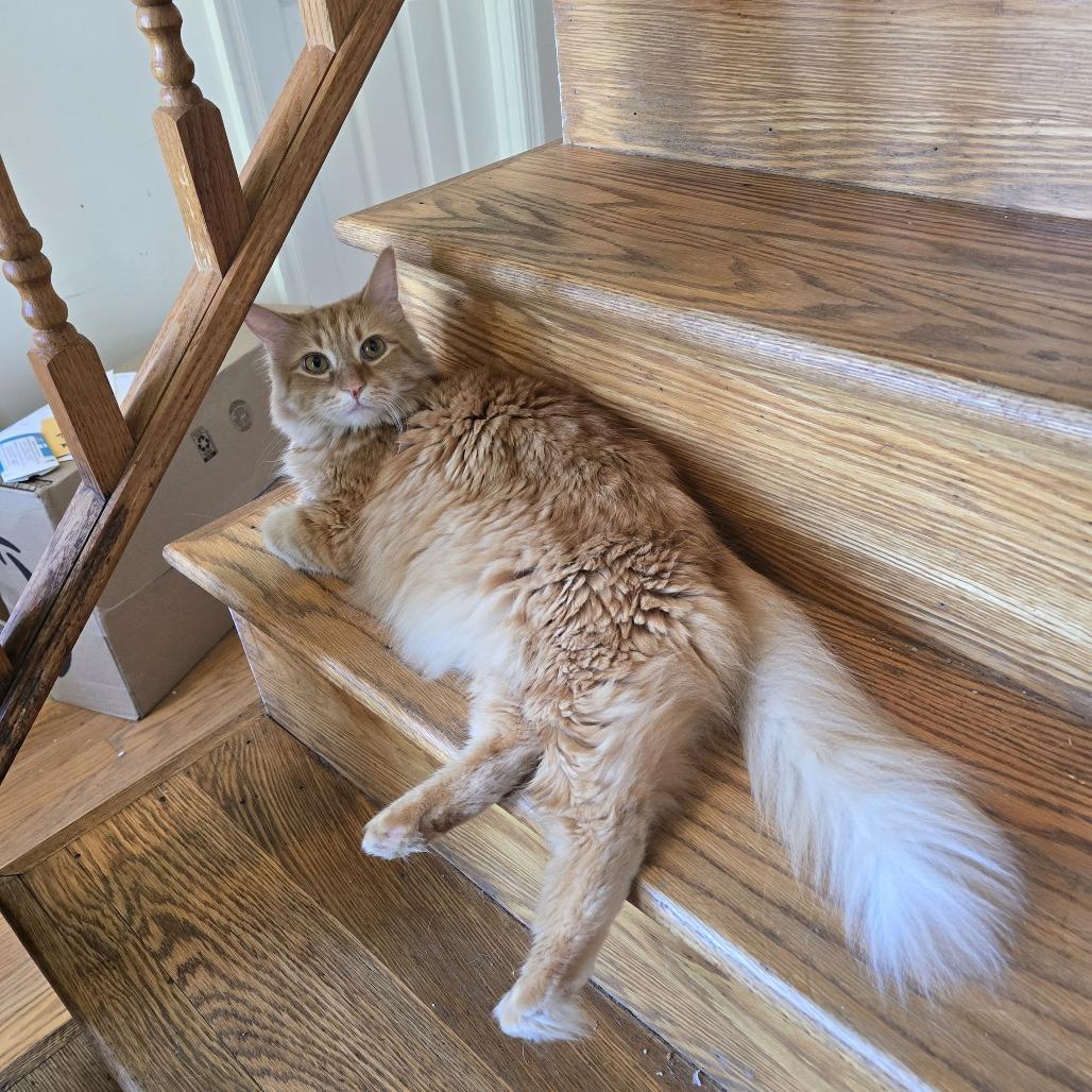 Whiskey, a Adoptable Domestic Long Hair in Jarrettsville, MD image 4/6