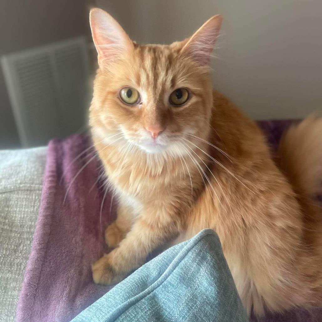 Whiskey, a Adoptable Domestic Long Hair in Jarrettsville, MD image 6/6
