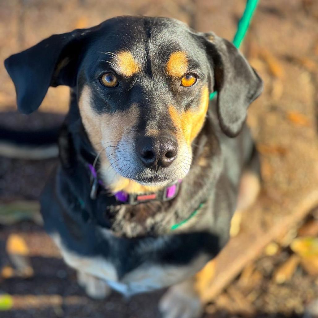 Daisy III, a Adoptable mixed breed in Wadena, MN image 1/6