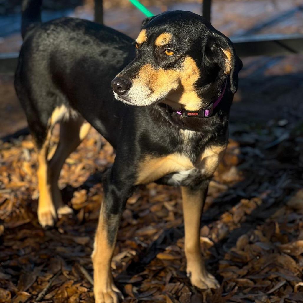 Daisy Iii thumbnail 2