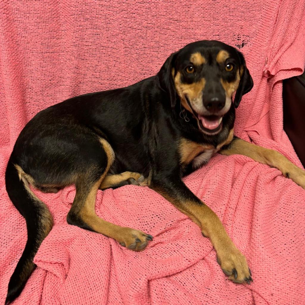 Daisy III, a Adoptable mixed breed in Wadena, MN image 3/6