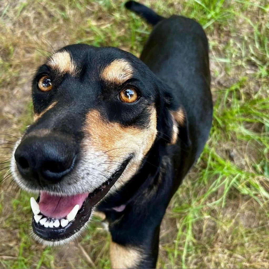 Daisy III, a Adoptable mixed breed in Wadena, MN image 4/6