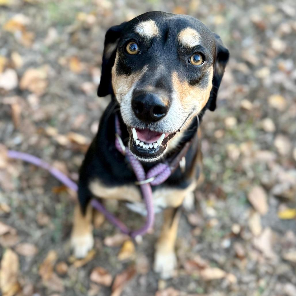 Daisy III, a Adoptable mixed breed in Wadena, MN image 5/6
