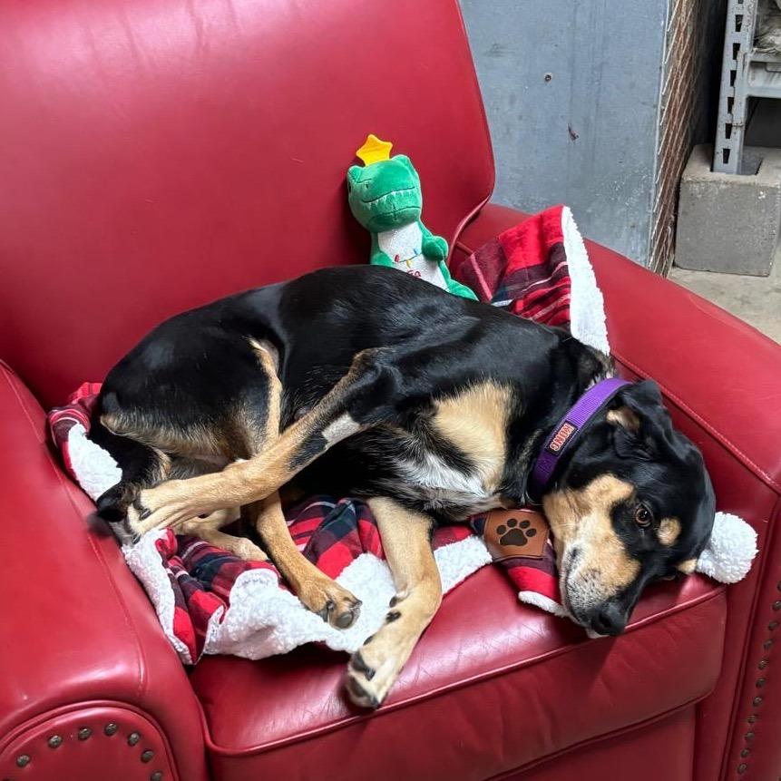 Daisy III, a Adoptable mixed breed in Wadena, MN image 6/6