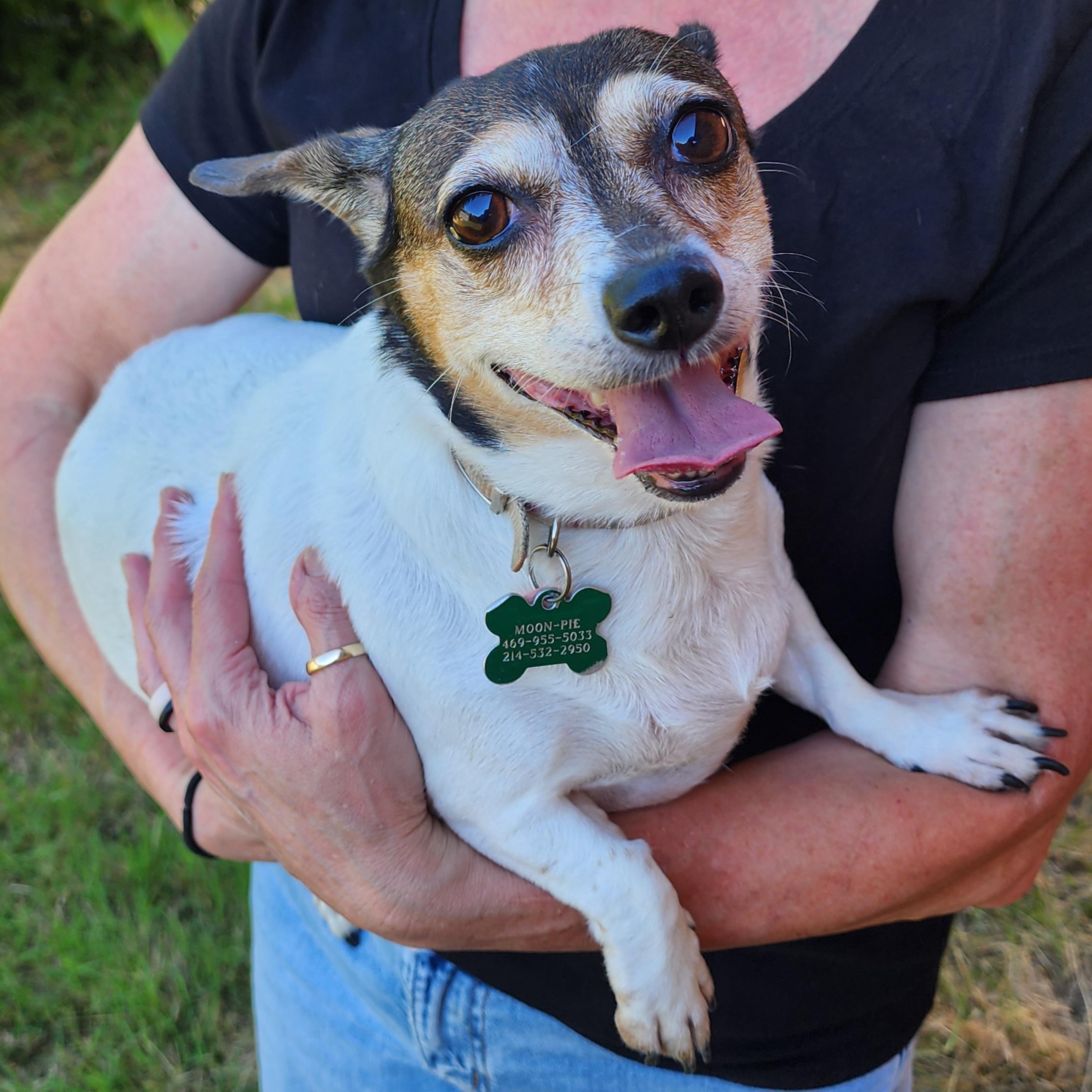 Enlarge Moonpie, a Adopted mixed breed in Lewisville, TX image 1/4