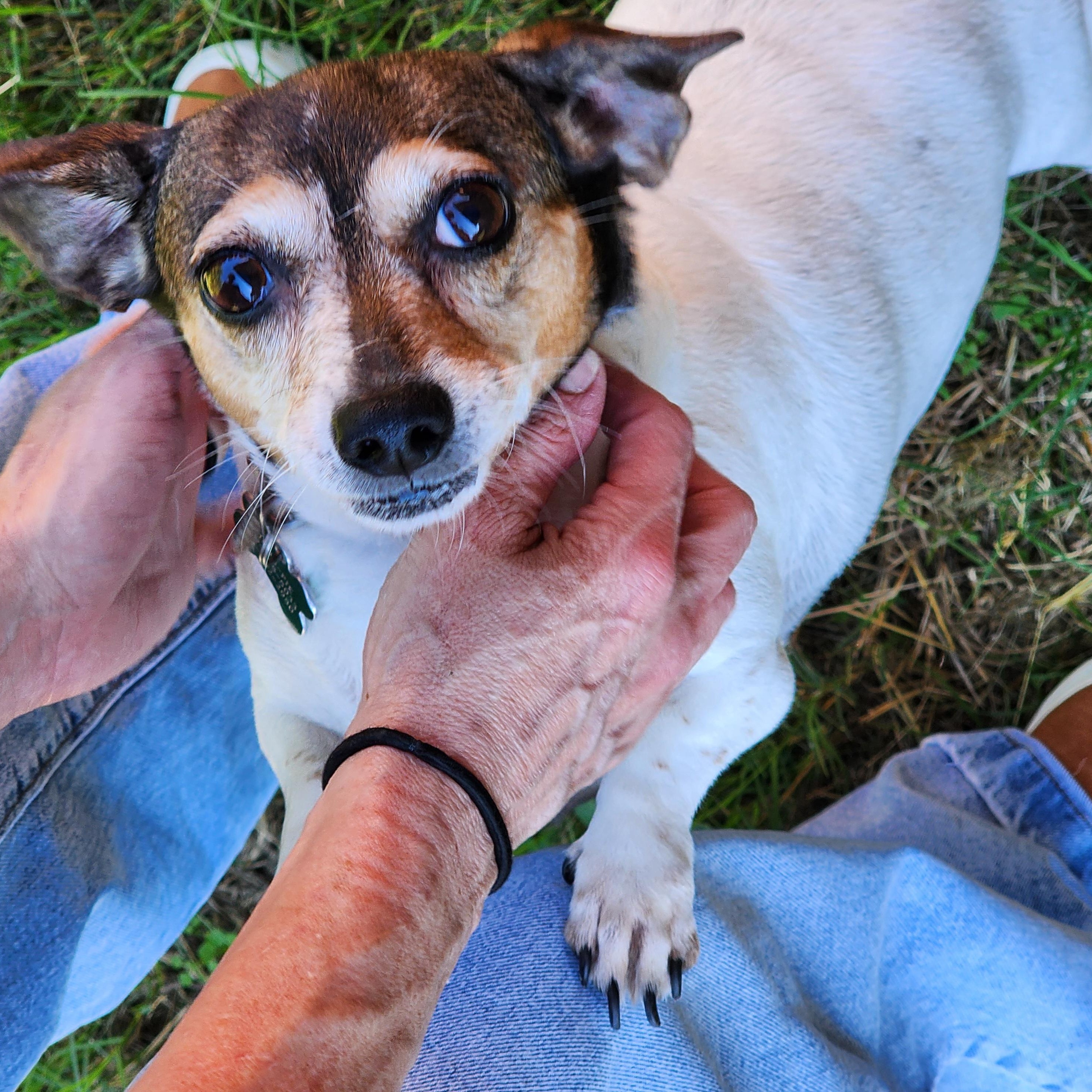 Enlarge Moonpie, a Adopted mixed breed in Lewisville, TX image 2/4