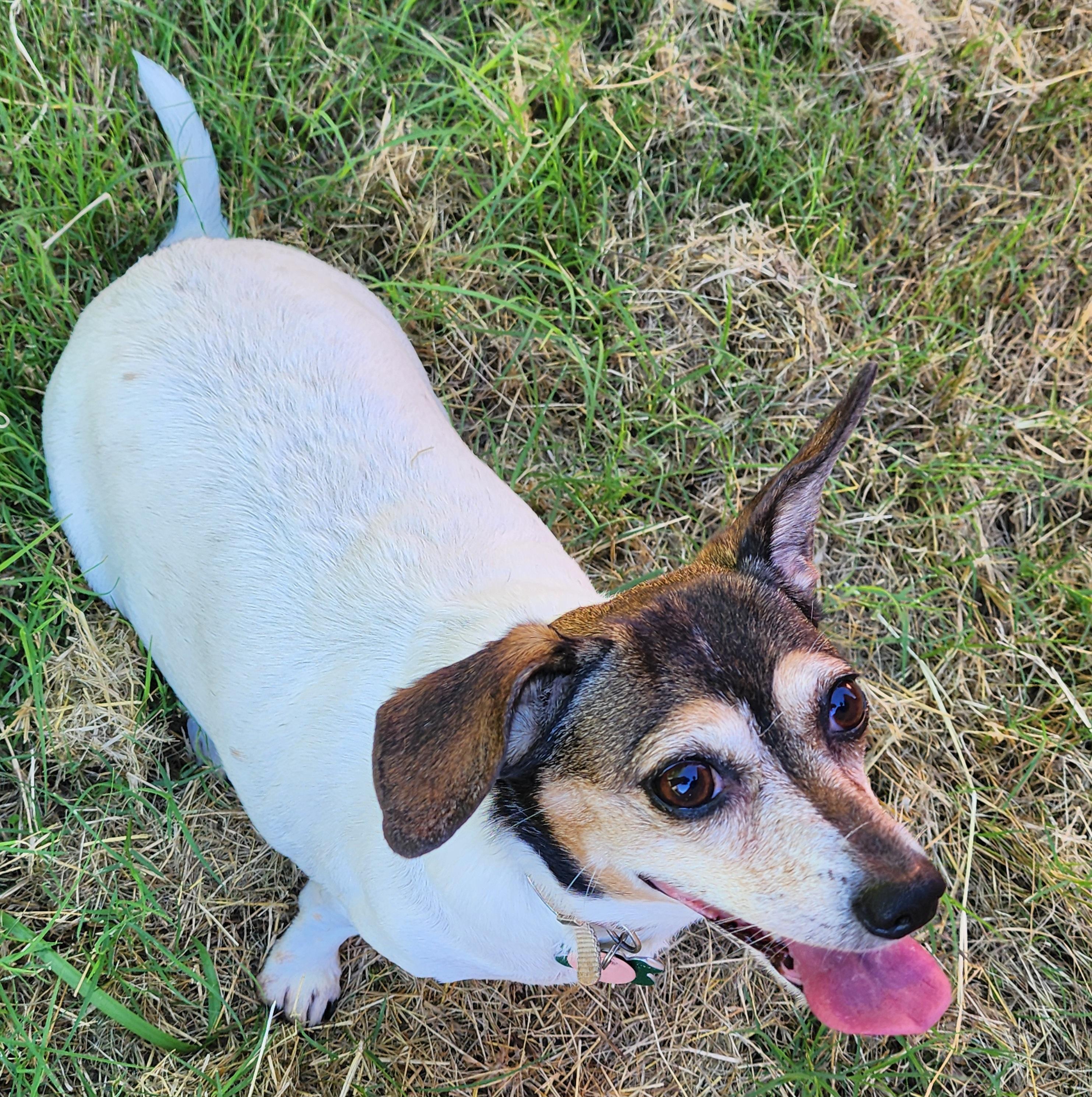 Enlarge Moonpie, a Adopted mixed breed in Lewisville, TX image 3/4